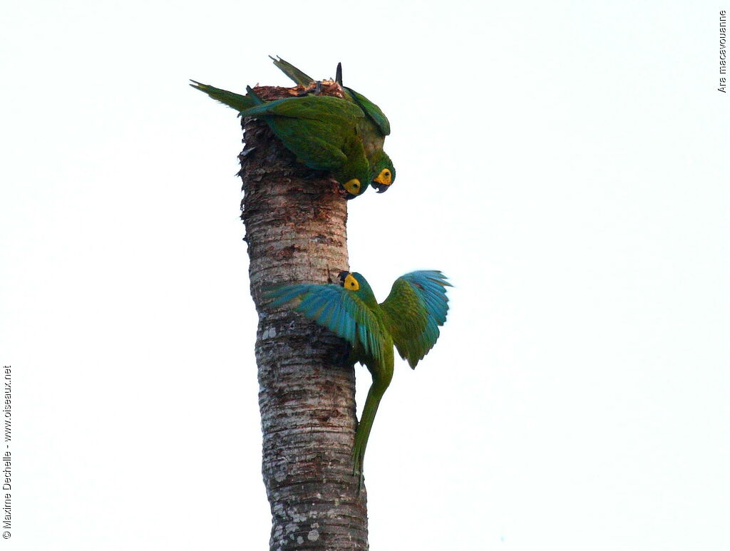 Red-bellied Macaw, Behaviour