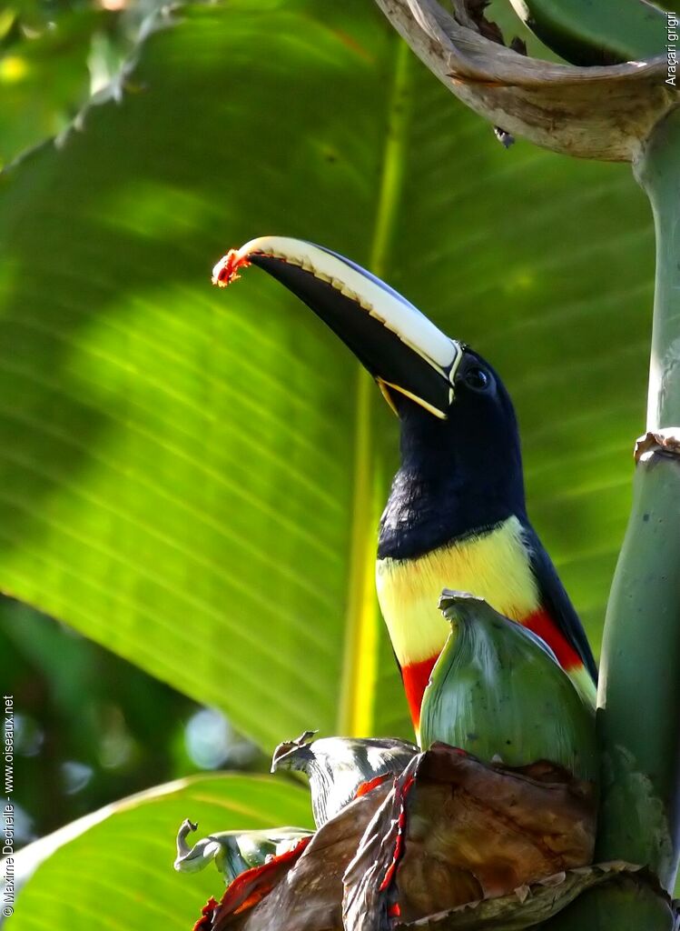 Black-necked Aracariadult, identification, feeding habits