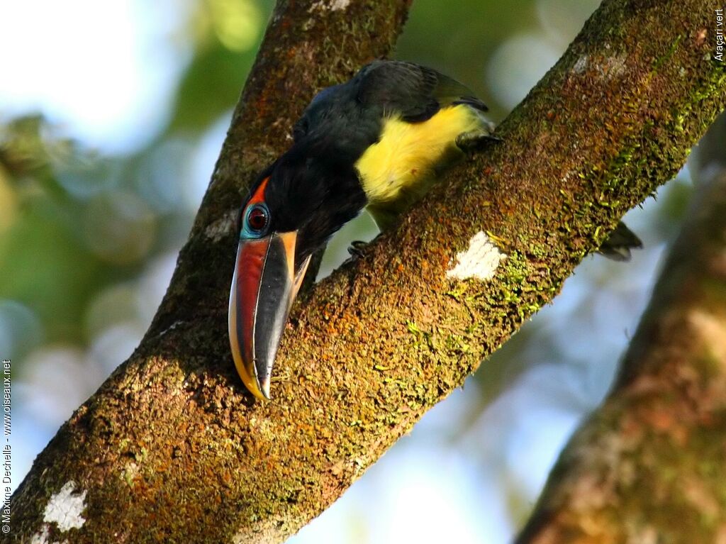 Green Aracari male juvenile, Behaviour