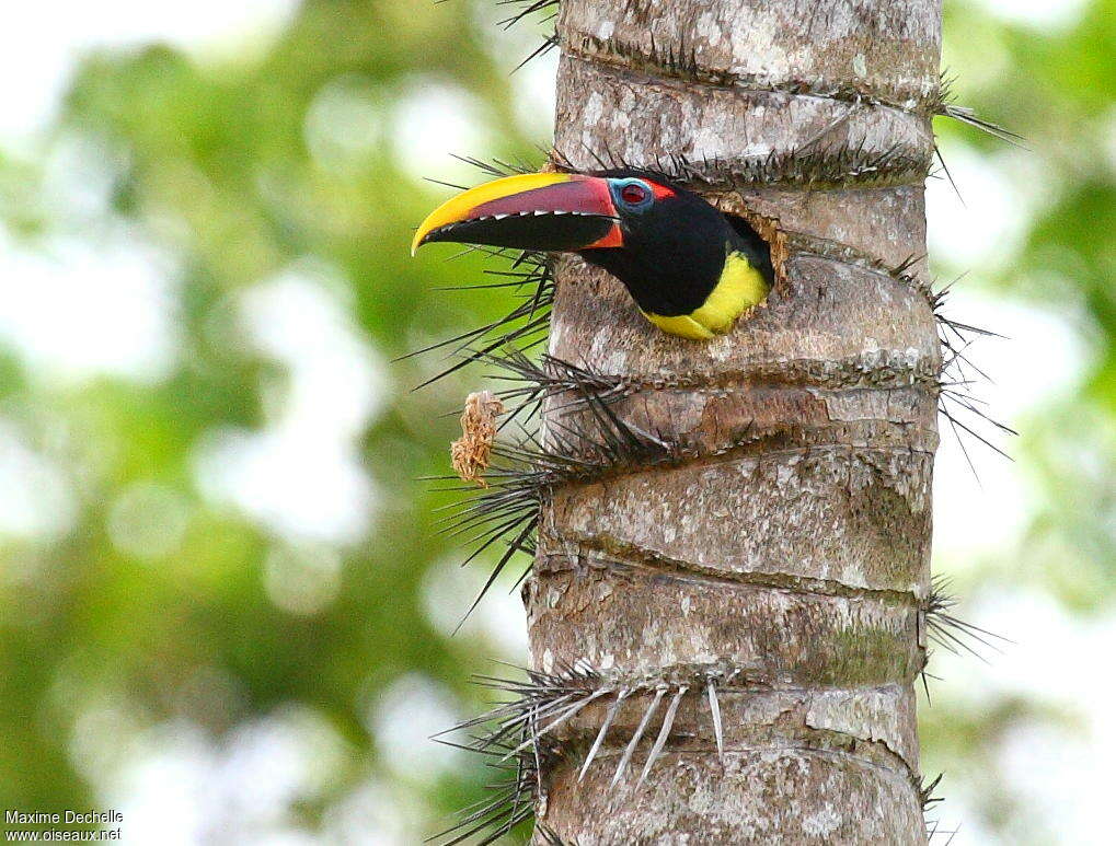 Green Aracari male adult, Reproduction-nesting