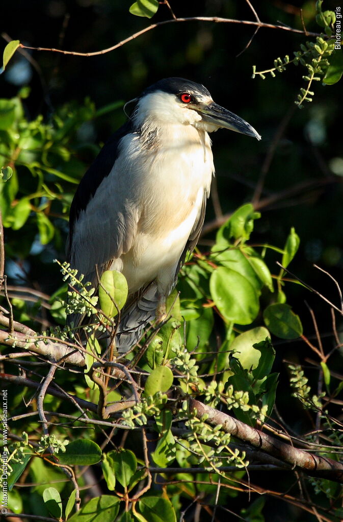 Black-crowned Night Heron, identification