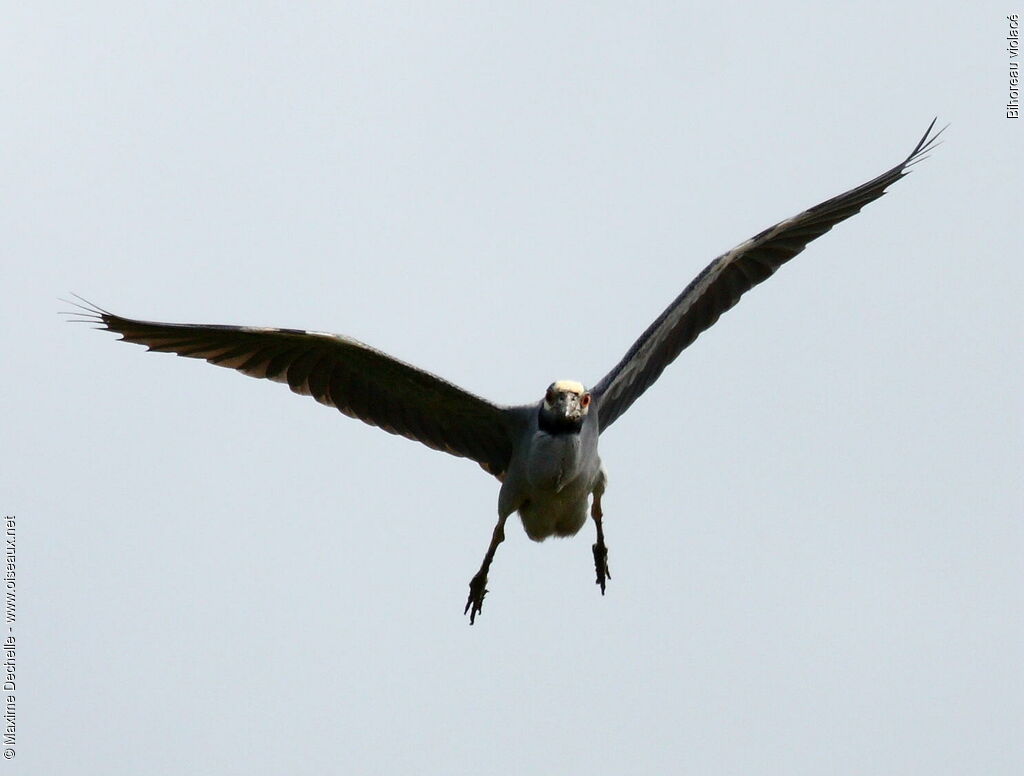 Yellow-crowned Night Heron, Flight