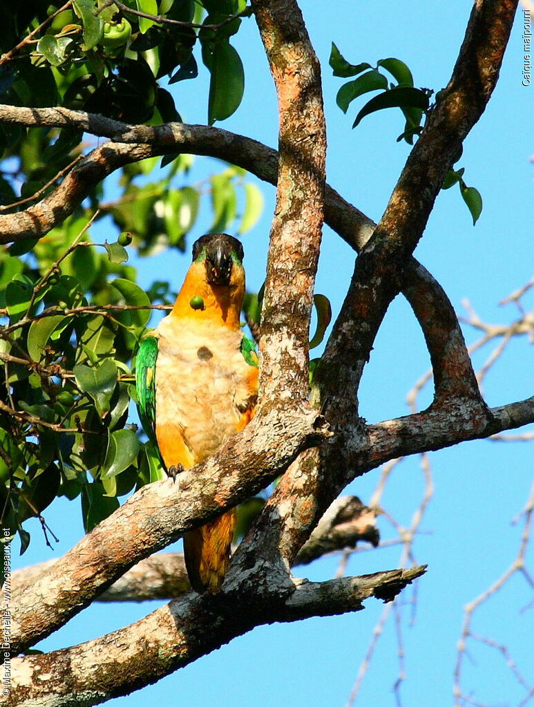 Black-headed Parrot, identification, feeding habits