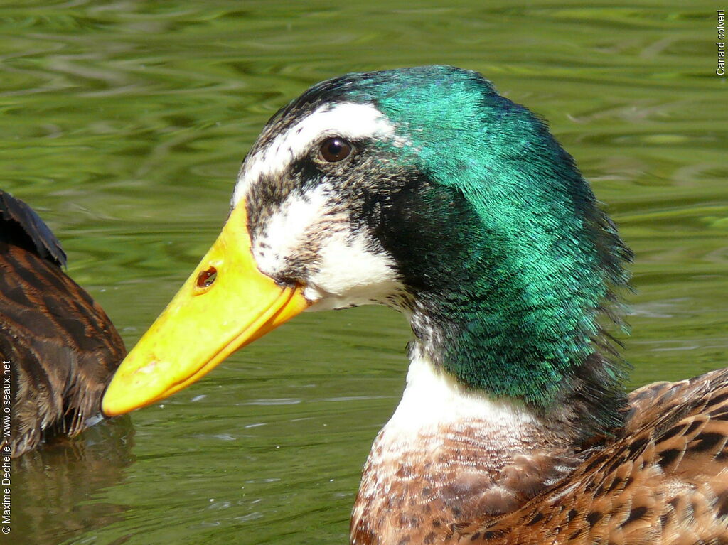 Canard colvert mâle immature