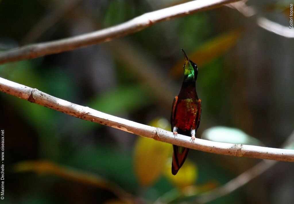 Colibri topaze mâle