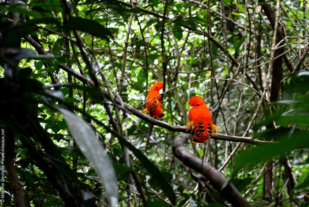 Coq-de-roche orange mâle adulte, identification