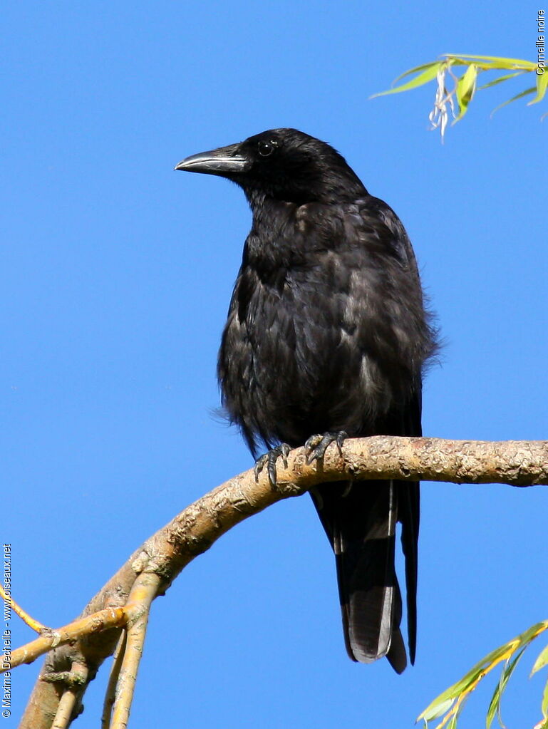 Corneille noire, identification