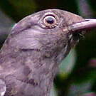 Cotinga pompadour