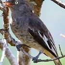 Cotinga pompadour