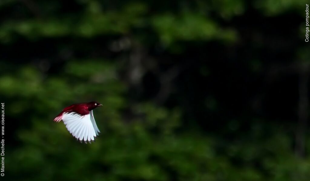 Pompadour Cotinga male adult, Flight