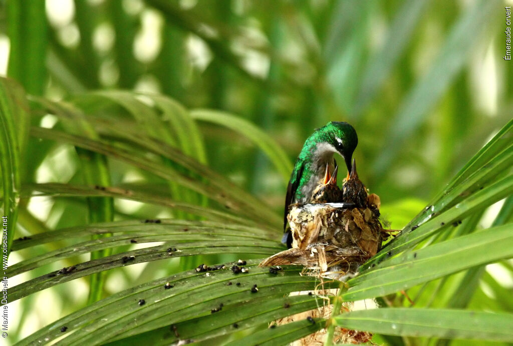 Blue-tailed Emerald female adult, identification, Reproduction-nesting