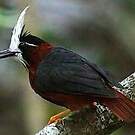 Fourmilier manikup