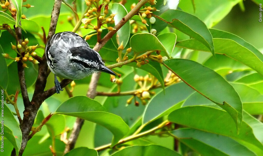 Spot-tailed Antwren male adult, identification