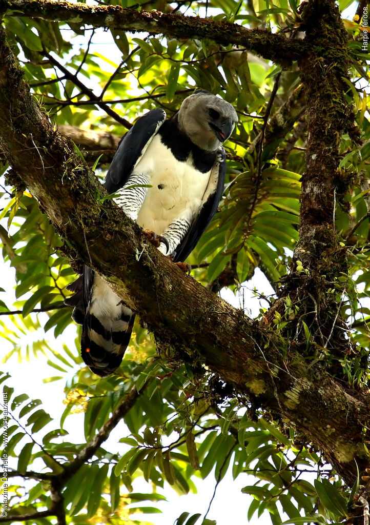 Harpie féroceadulte, identification
