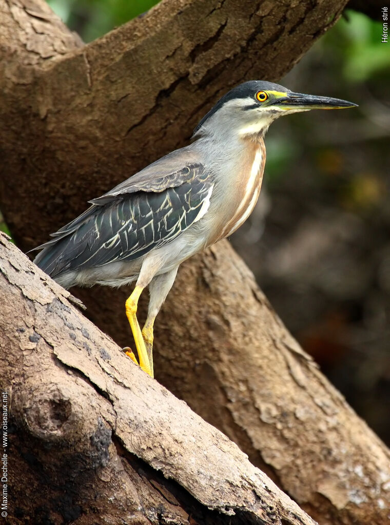 Héron striéadulte, identification
