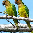 Conure cuivrée