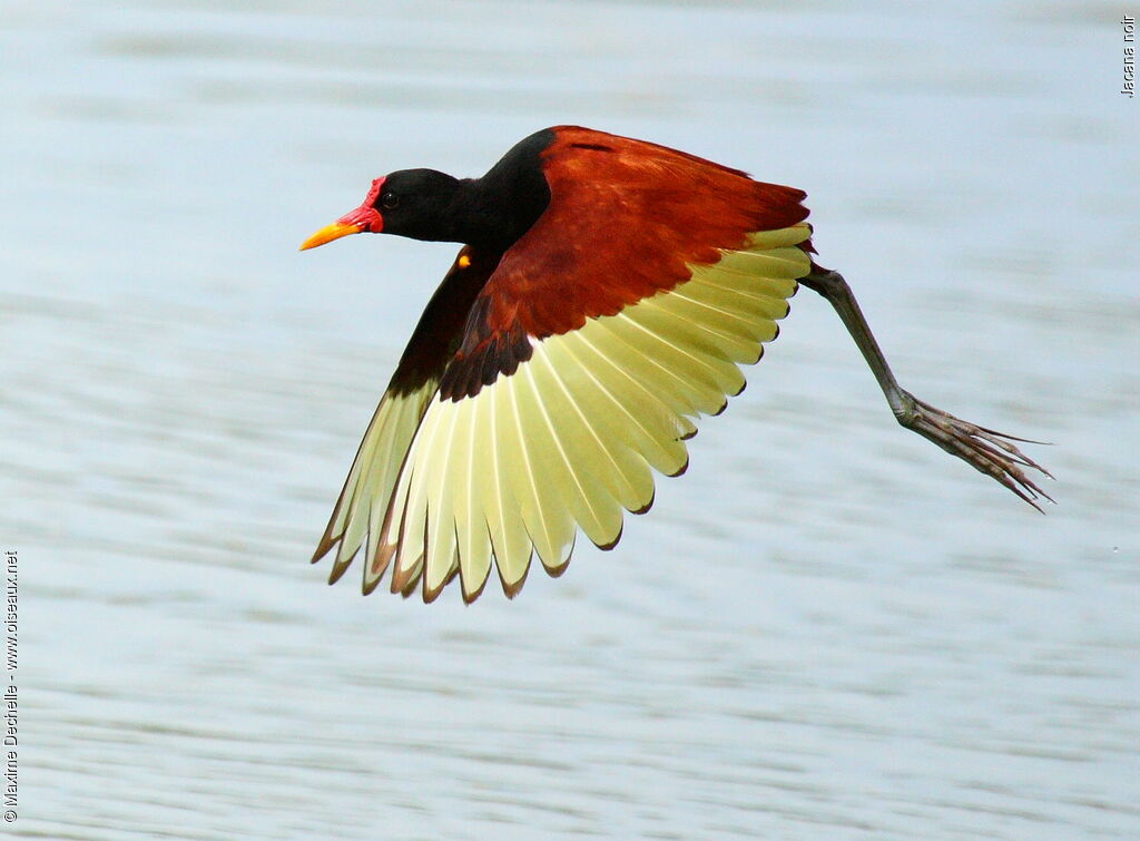 Jacana noiradulte, Vol