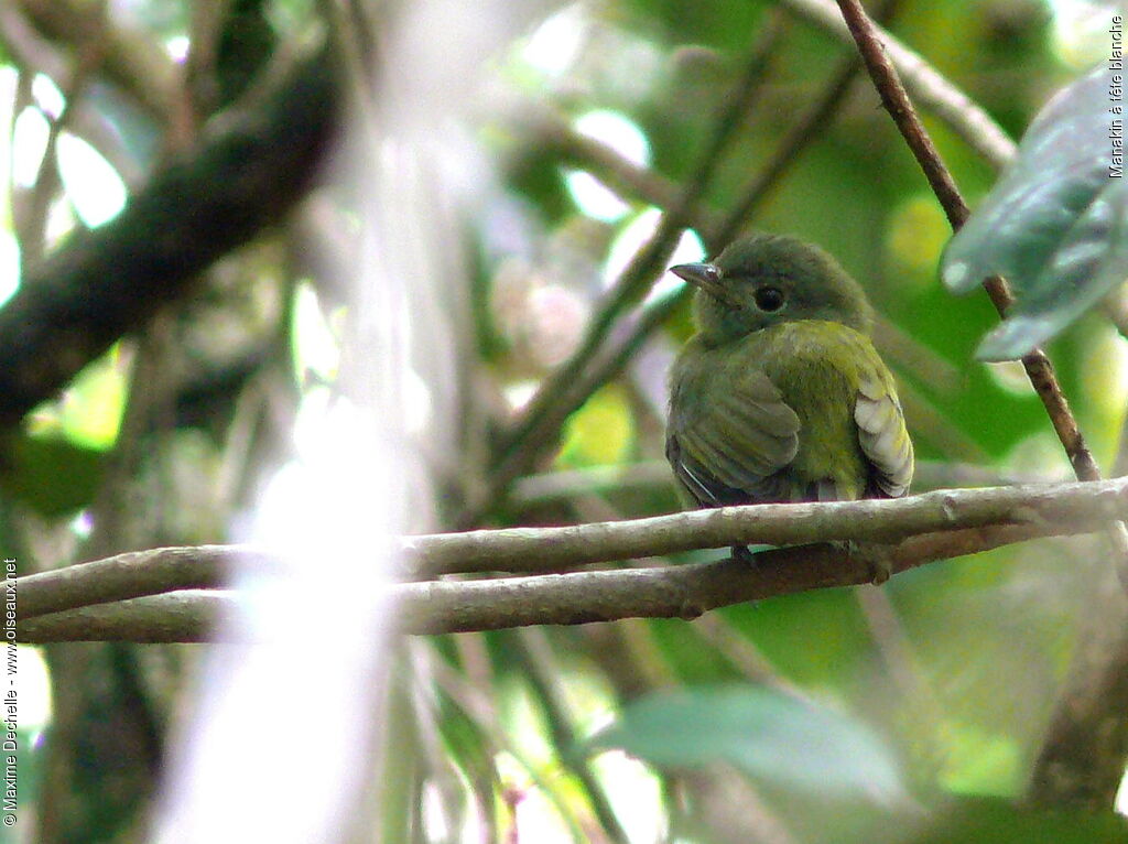 Manakin à tête blanche femelle adulte