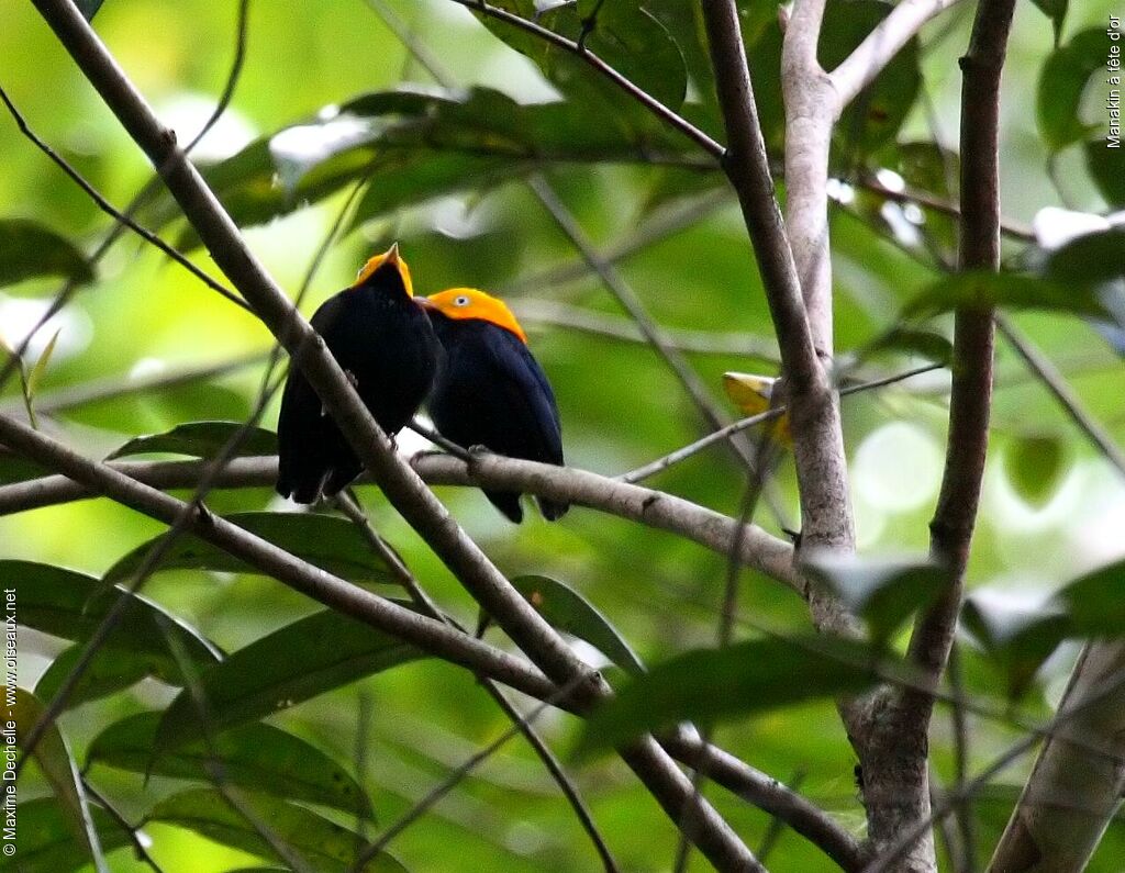 Manakin à tête d'or mâle, identification