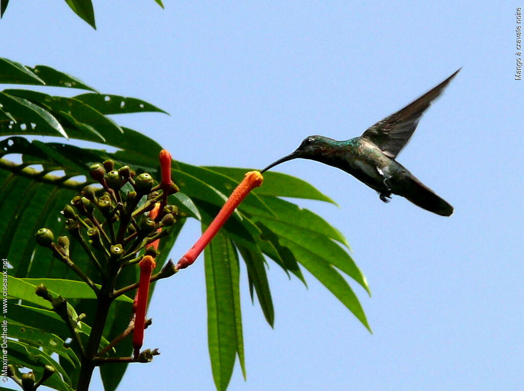Mango à cravate noire mâle immature