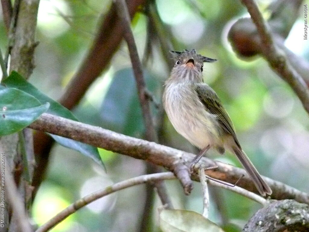 Helmeted Pygmy Tyrant