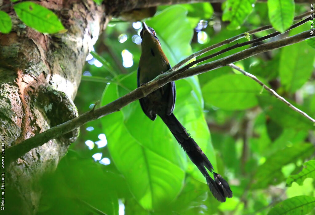Motmot houtouc, identification