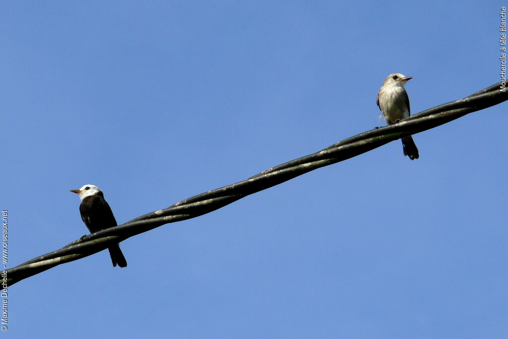 White-headed Marsh Tyrant adult