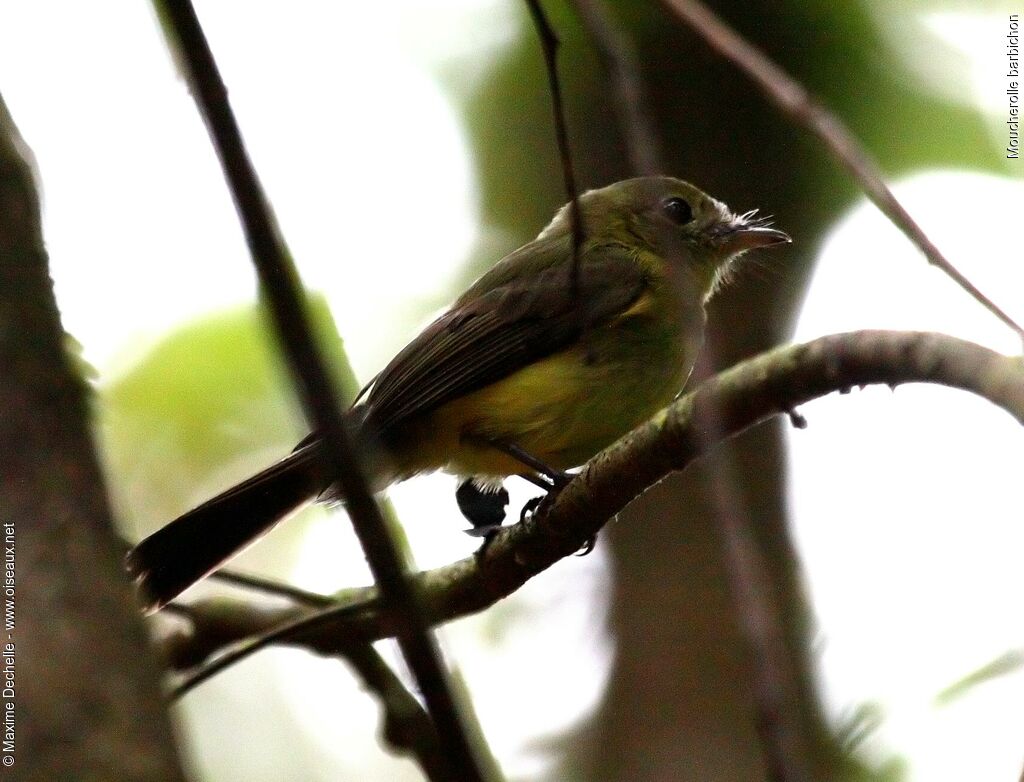 Whiskered Myiobius
