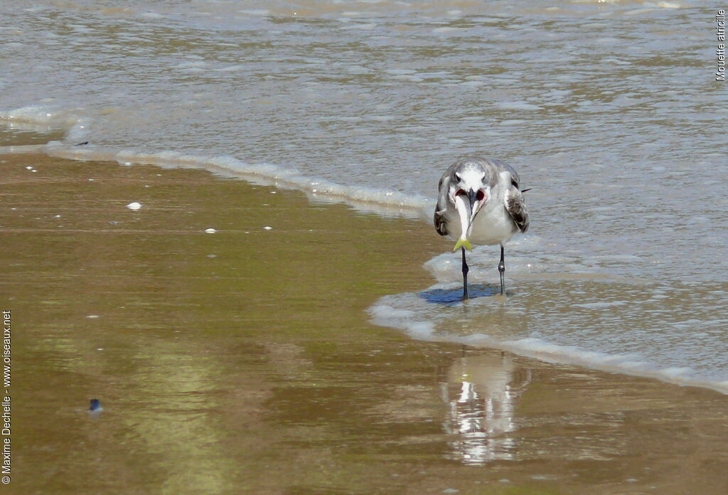Laughing Gull, feeding habits