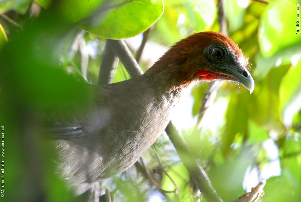 Little Chachalaca