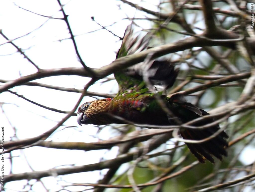 Red-fan Parrotadult, Flight