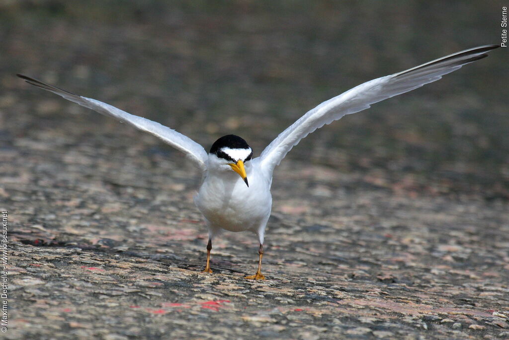 Least Tern, identification, Behaviour