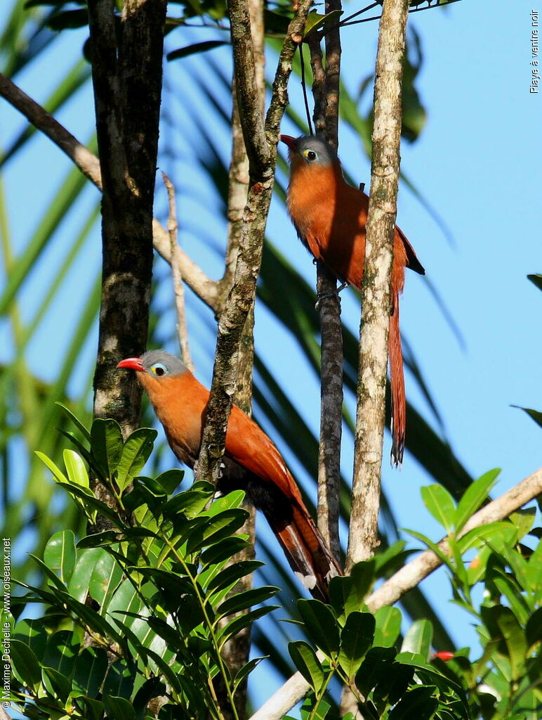 Piaye à ventre noir adulte, identification