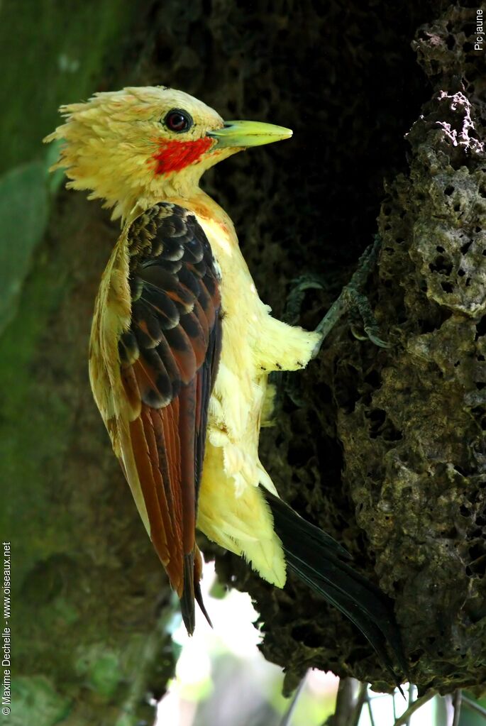 Cream-colored Woodpecker male adult, identification, feeding habits