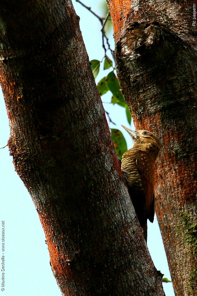 Pic passerin