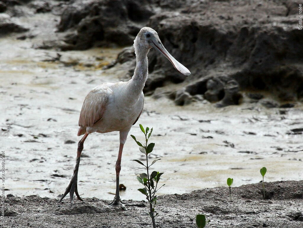 Spatule roséeimmature