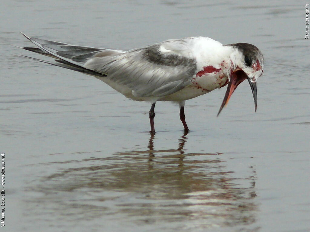 Common Tern