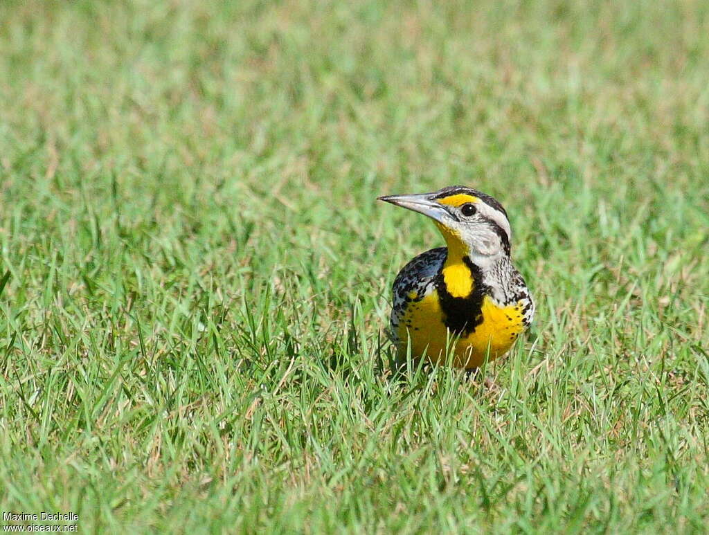 Eastern Meadowlarkadult, close-up portrait