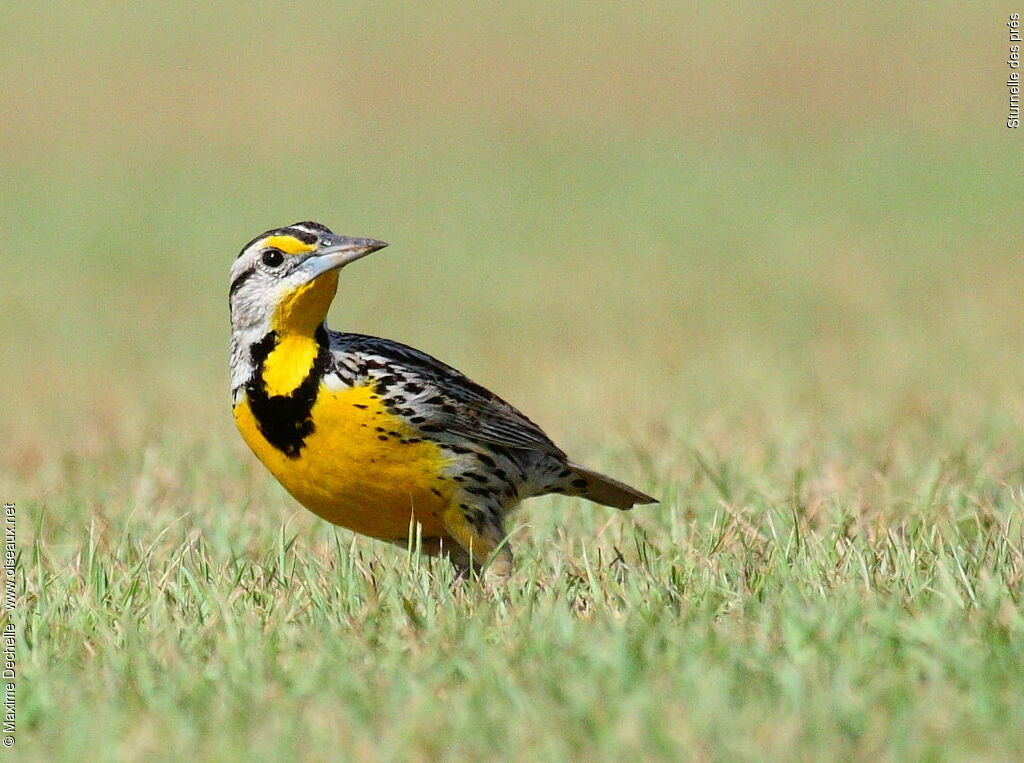 Eastern Meadowlark