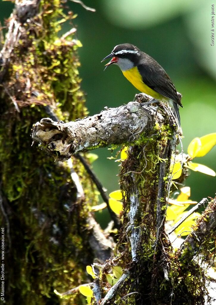 Bananaquit, song