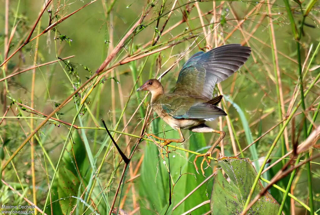 Talève violacéeimmature, identification