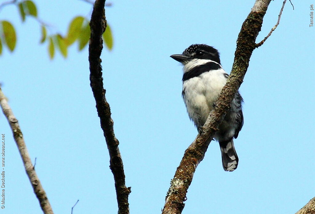 Pied Puffbird