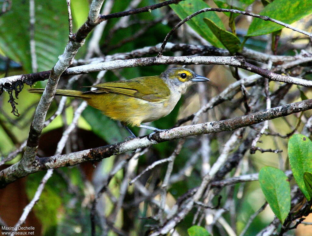 Tangara à crête fauve femelle adulte, identification
