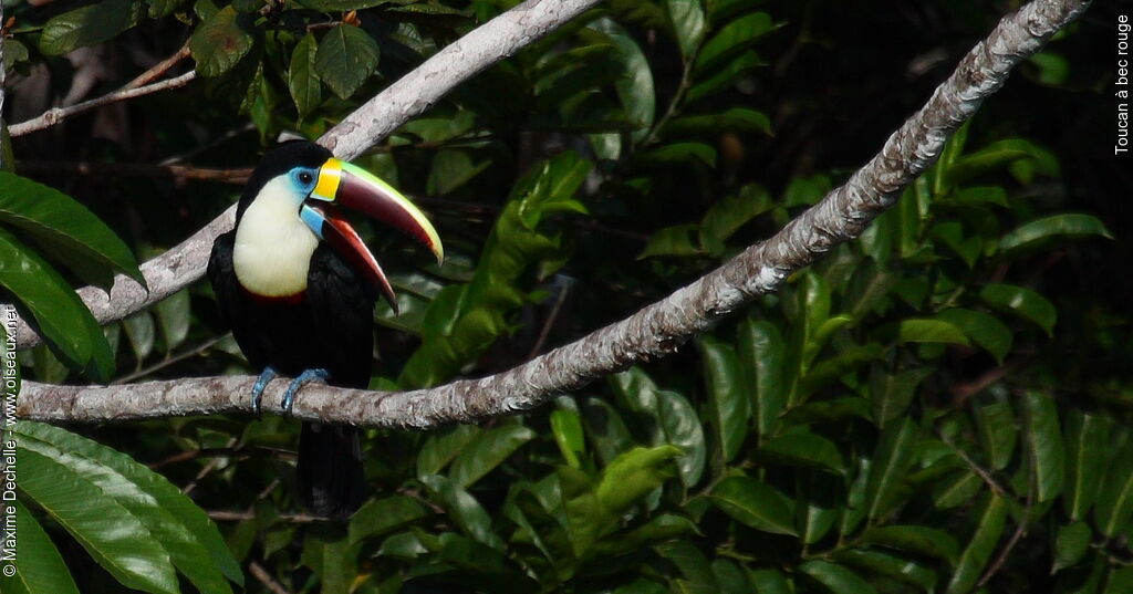 Toucan à bec rougeadulte, identification, Comportement