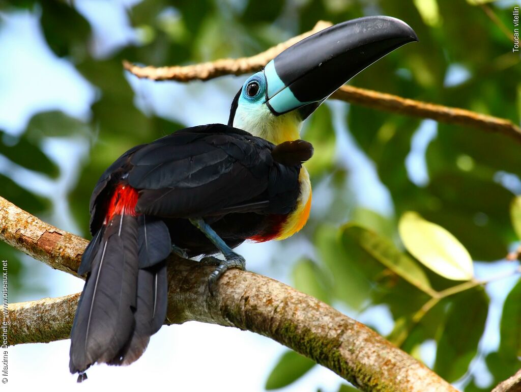 Toucan vitellin mâle adulte