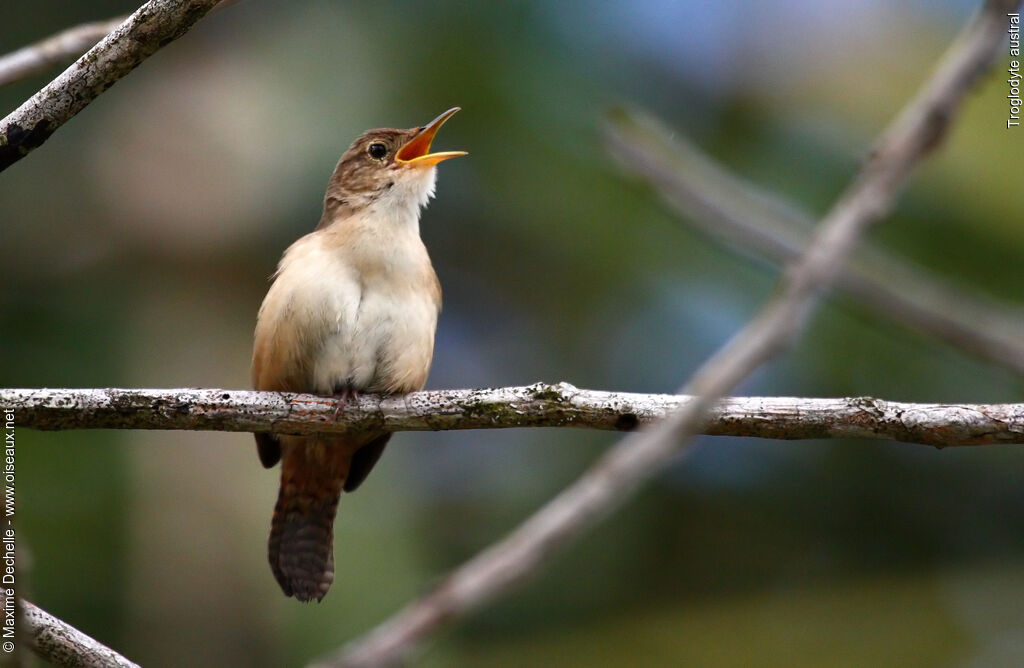 Troglodyte austral, identification, chant