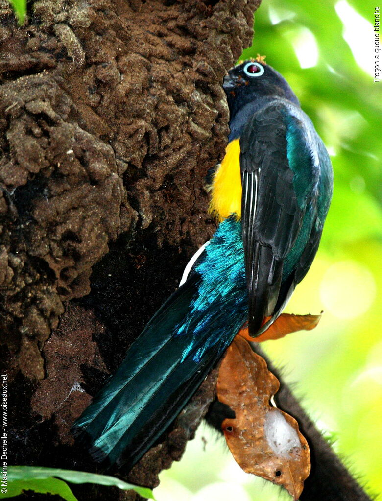 Trogon à queue blanche mâle adulte, identification, Nidification, Comportement
