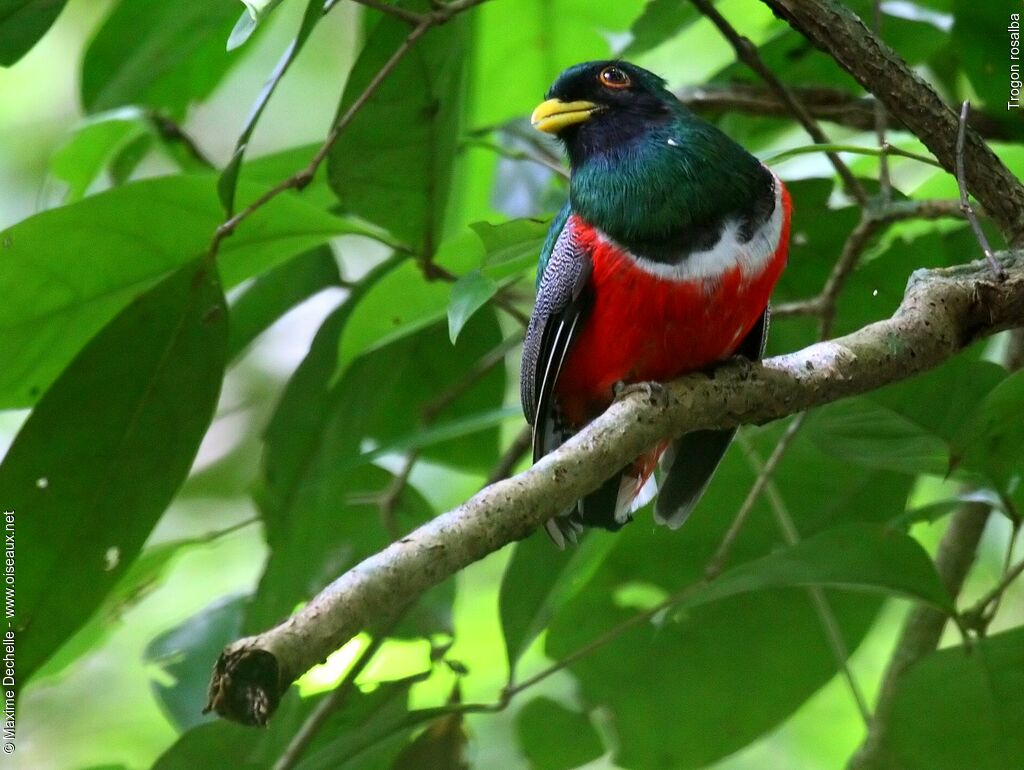Collared Trogon male adult