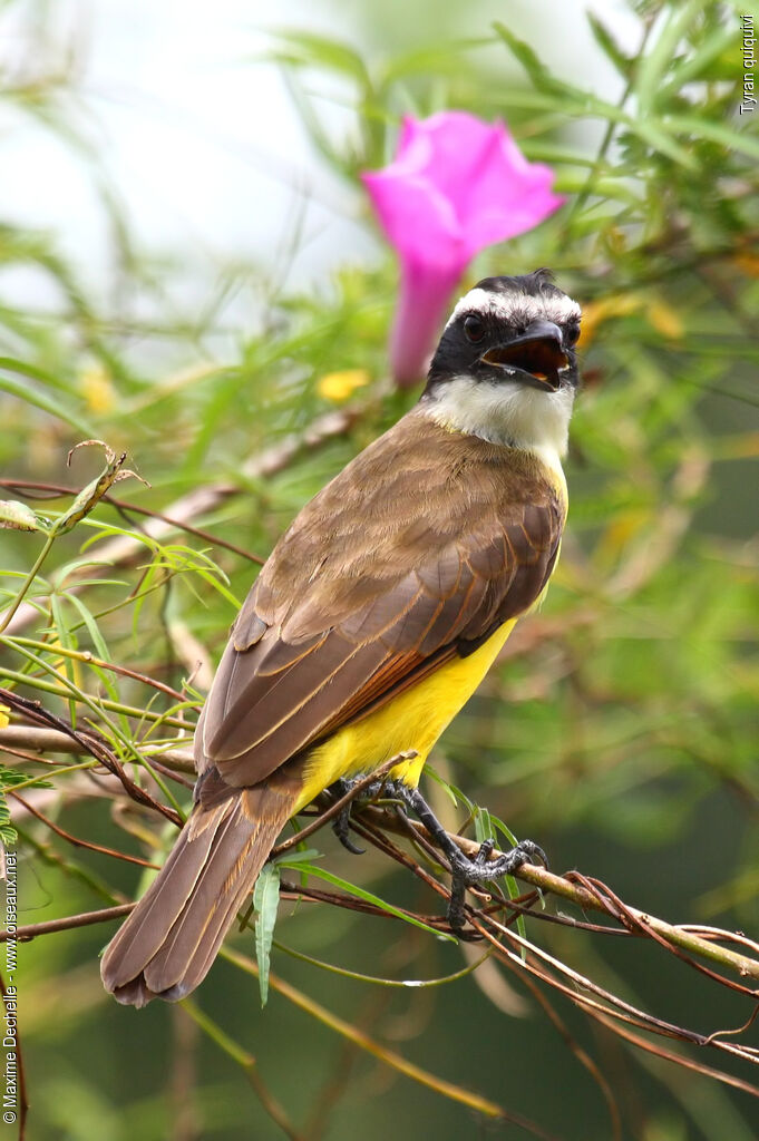 Great Kiskadee, identification