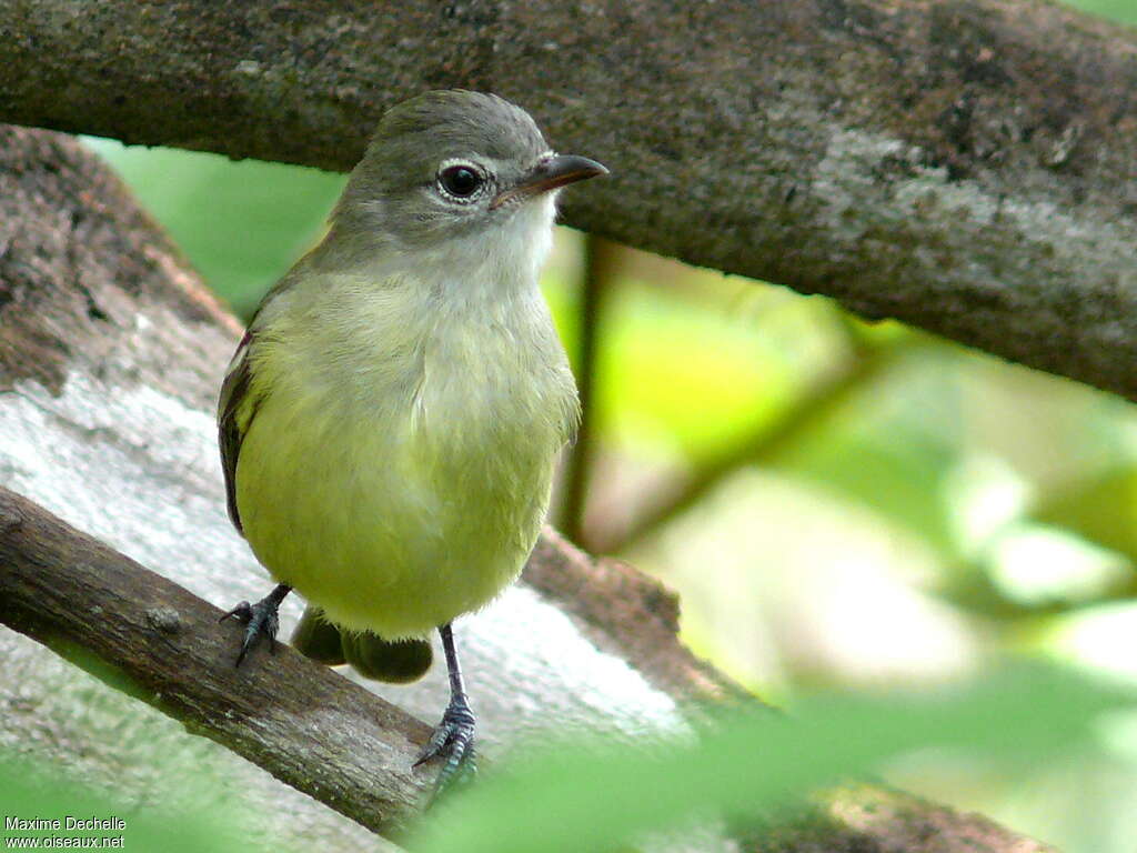 Tyranneau passegrisadulte, identification